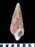 中文種名:珊瑚蟹守螺學名:Clypeomorus coralia俗名:珊瑚蟹守螺俗名（英文）:珊瑚蟹守螺