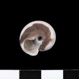 中文種名:臍孔黑鐘螺學名:Omphalius nigerrima俗名:臍孔黑鐘螺俗名（英文）:臍孔黑鐘螺