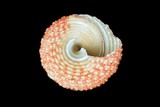 中文種名:血斑鐘螺學名:Trochus stellatus俗名:血斑鐘螺俗名（英文）:血斑鐘螺