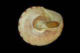 中文種名:台灣鐘螺學名:Calliostoma formosense俗名:台灣鐘螺俗名（英文）:台灣鐘螺
