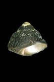 中文種名:黑鐘螺學名:Chlorostoma argyrostoma argyrostoma俗名:黑鐘螺俗名（英文）:黑鐘螺