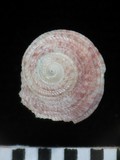 中文種名:網紋鐘螺學名:Hybochelus cancellatus cancellatus俗名:網紋鐘螺俗名（英文）:網紋鐘螺