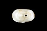 中文種名:草花透孔螺學名:Diodora suprapunicea俗名:草花透孔螺俗名（英文）:草花透孔螺