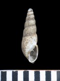 中文種名:爪哇錐蝸牛學名:Allopeas javanicum俗名:爪哇錐蝸牛俗名（英文）:爪哇錐蝸牛