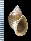 中文種名:小椎實螺學名:Austropeplea ollula俗名:小椎實螺俗名（英文）:小椎實螺