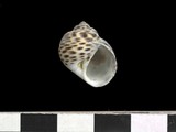 中文種名:豹斑玉螺