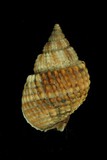 中文種名:球織紋螺