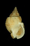 中文種名:球織紋螺學名:Niotha conoidalis俗名:球織紋螺俗名（英文）:球織紋螺