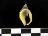 中文種名:小蟹螯織紋螺學名:Pliarcularia bellula俗名:小蟹螯織紋螺俗名（英文）:小蟹螯織紋螺