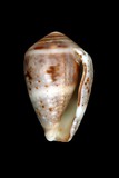 中文種名:花冠芋螺學名:Conus coronatus俗名:花冠芋螺俗名（英文）:花冠芋螺