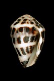 中文種名:斑芋螺學名:Conus ebraeus俗名:斑芋螺俗名（英文）:斑芋螺