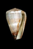 中文種名:紫霞芋螺學名:Conus flavidus俗名:紫霞芋螺俗名（英文）:紫霞芋螺
