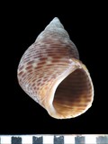 中文種名:細點玉黍螺學名:Littoraria pintado俗名:細點玉黍螺俗名（英文）:細點玉黍螺
