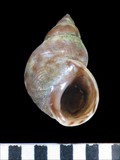 中文種名:波紋玉黍螺學名:Littoraria undulata俗名:波紋玉黍螺俗名（英文）:波紋玉黍螺