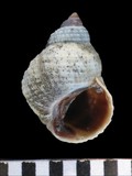 中文種名:台灣玉黍螺學名:Nodilittorina vidua俗名:台灣玉黍螺俗名（英文）:台灣玉黍螺