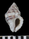 中文種名:稜結螺學名:Cronia margariticola margariticola俗名:稜結螺俗名（英文）:稜結螺