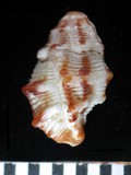 中文種名:紫口棘結螺