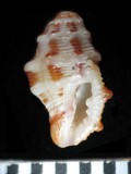 中文種名:紫口棘結螺學名:Morula borealis俗名:紫口棘結螺俗名（英文）:紫口棘結螺