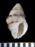 中文種名:黑疣結螺學名:Morula funiculata俗名:黑疣結螺俗名（英文）:黑疣結螺
