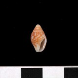 中文種名:麥螺學名:Pyrene testudinaria testudinaria俗名:麥螺俗名（英文）:麥螺