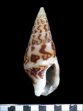 中文種名:似長麥螺學名:Indomitrella martensi俗名:似長麥螺俗名（英文）:似長麥螺