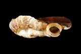 中文種名:大蛇螺學名:Serpulorbis imbricatus俗名:大蛇螺俗名（英文）:大蛇螺