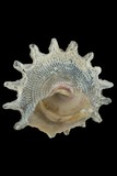 中文種名:白星螺學名:Astralium haematragum俗名:白星螺俗名（英文）:白星螺