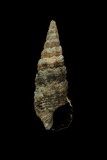 中文種名:蟋蟀蟹守螺學名:Cerithium kobelti俗名:蟋蟀蟹守螺俗名（英文）:蟋蟀蟹守螺