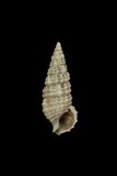 中文種名:土黃蟹守螺學名:Cerithium lissum俗名:土黃蟹守螺俗名（英文）:土黃蟹守螺