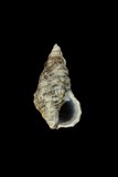 中文種名:海蜷蟹守螺學名:Clypeomorus batillariaeformis俗名:海蜷蟹守螺俗名（英文）:海蜷蟹守螺