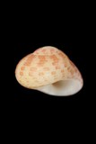 中文種名:礫石蠑螺