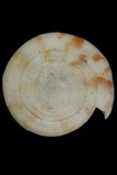 中文種名:唐草芋螺學名:Conus caracteristicus俗名:唐草芋螺俗名（英文）:唐草芋螺