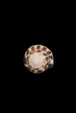中文種名:小斑芋螺學名:Conus chaldeus俗名:小斑芋螺俗名（英文）:小斑芋螺