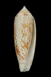 中文種名:飛彈芋螺學名:Conus nussatella俗名:飛彈芋螺俗名（英文）:飛彈芋螺