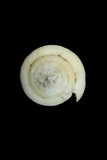 中文種名:蠟黃芋螺學名:Conus quercinus俗名:蠟黃芋螺俗名（英文）:蠟黃芋螺