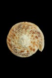中文種名:小牛芋螺學名:Conus vitulinus俗名:小牛芋螺俗名（英文）:小牛芋螺