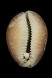 中文種名:雪山寶螺學名:Cypraea caputserpentis俗名:雪山寶螺俗名（英文）:雪山寶螺