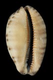 中文種名:花枕寶螺學名:Cypraea eglantina俗名:花枕寶螺俗名（英文）:花枕寶螺
