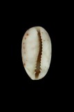 中文種名:花貓寶螺學名:Cypraea felina俗名:花貓寶螺俗名（英文）:花貓寶螺