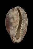 中文種名:瑪瑙寶螺學名:Cypraea onyx俗名:瑪瑙寶螺俗名（英文）:瑪瑙寶螺