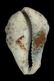 中文種名:黑星寶螺學名:Cypraea tigris俗名:黑星寶螺俗名（英文）:黑星寶螺