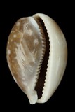 中文種名:白星寶螺學名:Cypraea vitellus俗名:白星寶螺俗名（英文）:白星寶螺