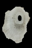 中文種名:草花透孔螺學名:Diodora suprapunicea俗名:草花透孔螺俗名（英文）:草花透孔螺
