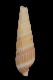 中文種名:櫛筍螺