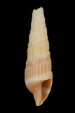 中文種名:櫛筍螺學名:Duplicaria dussumieri俗名:櫛筍螺俗名（英文）:櫛筍螺