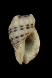 中文種名:玉米峨螺學名:Enzinopsis menkeana俗名:玉米峨螺俗名（英文）:玉米峨螺