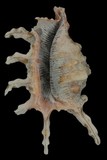 中文種名:蠍螺學名:Lambis scorpius俗名:蠍螺俗名（英文）:蠍螺
