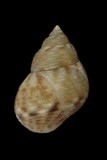 中文種名:粗紋玉黍螺