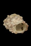 中文種名:瘤珠螺學名:Lunella granulata俗名:瘤珠螺俗名（英文）:瘤珠螺