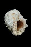 中文種名:金絲岩螺學名:Mancinella mancinella俗名:金絲岩螺俗名（英文）:金絲岩螺